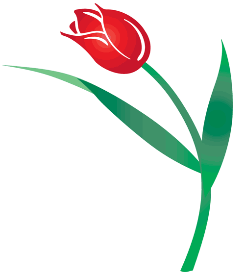 Image of Red Tulip